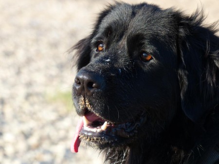 Deze meid is 1 van een nest van 7 newfoundlanders die via ons in Duitsland herplaatst zijn deze waren totaal verwaarloosd en zijn op een leeftijd van 8 maand allemaal via Berner in Nood Duitsland herplaats en genieten nu van hun gouden Mandje 